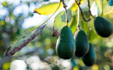 Hvordan ved man om en avocado er moden?